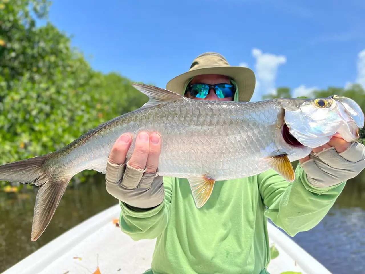 Tarpon in The Mangroves